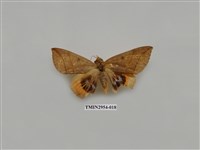 藏品(夜蛾322)的圖片